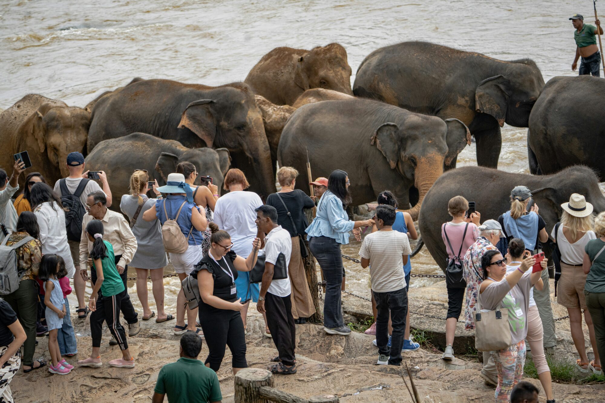 A group of people standing around a herd of elephants.