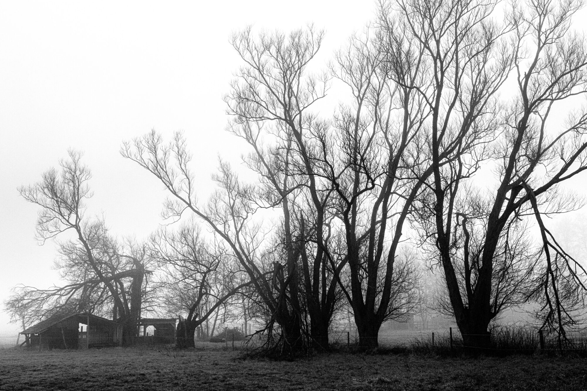 Leafless trees on field during daytime, black and white.